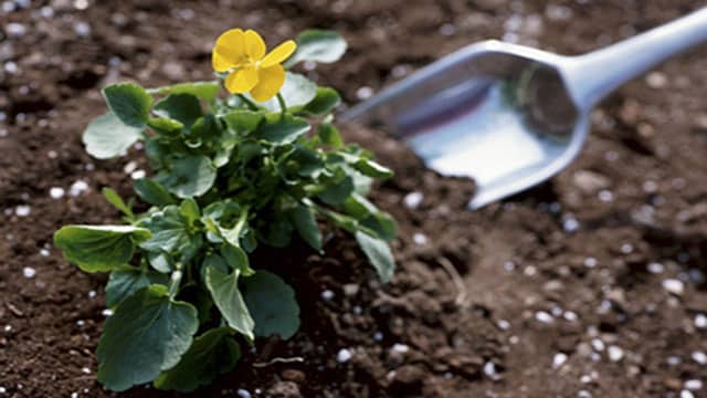 Méthodes de fertilisation naturelle pour un jardin sain