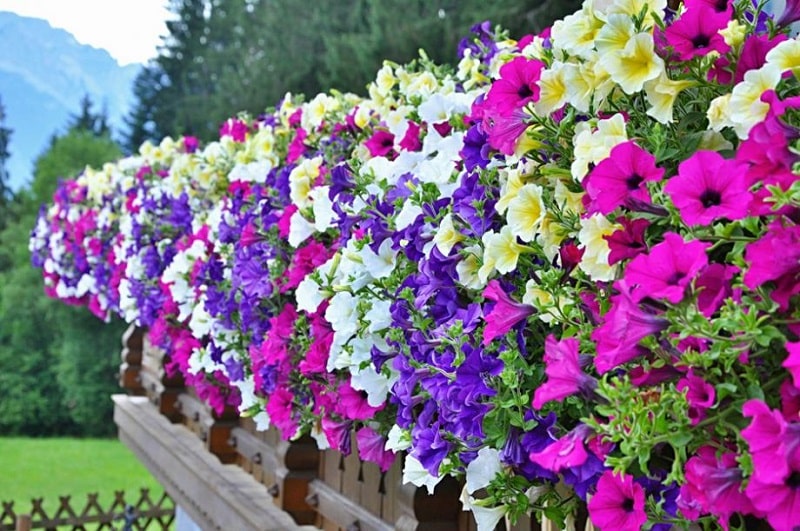 10 plantes vivaces à suspendre pour embellir vos jardinières