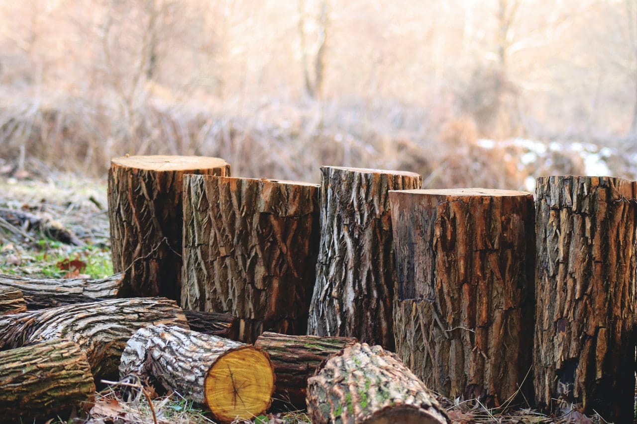 Élagage d'arbres par un professionnel pour un entretien optimal