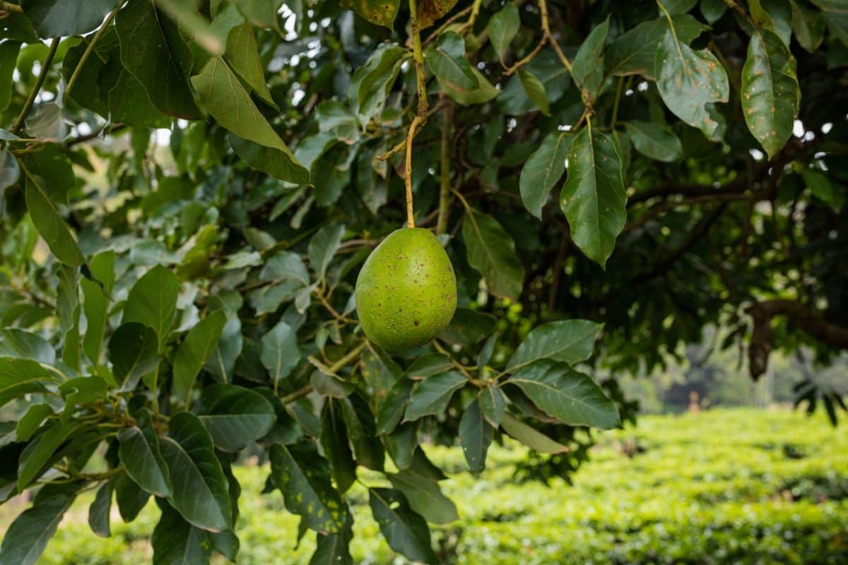 Arbre en pot avec sol fertile et arrosage adéquat