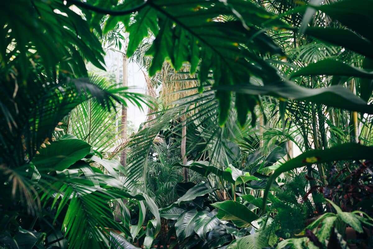 Espace de vie harmonieux avec plantes d'intérieur et extérieur