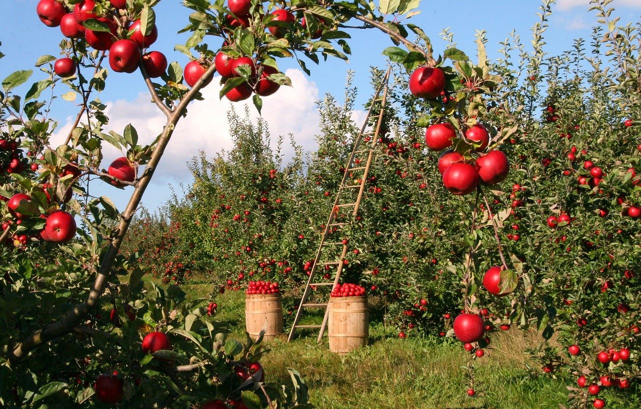 Chef de culture sur une exploitation viticole en pleine préparation des vendanges