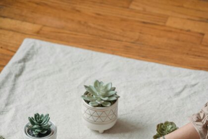 Variétés colorées de cactus exposées dans une jardinerie