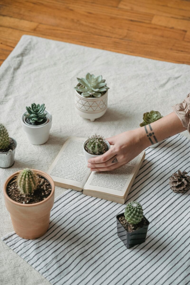 Variétés colorées de cactus exposées dans une jardinerie