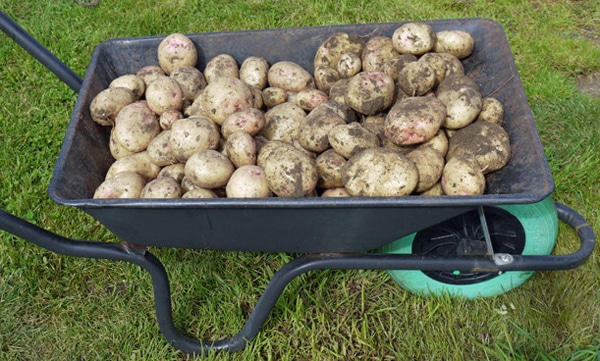 Pommes de terre en pleine terre avec un arrosage ciblé et régulier