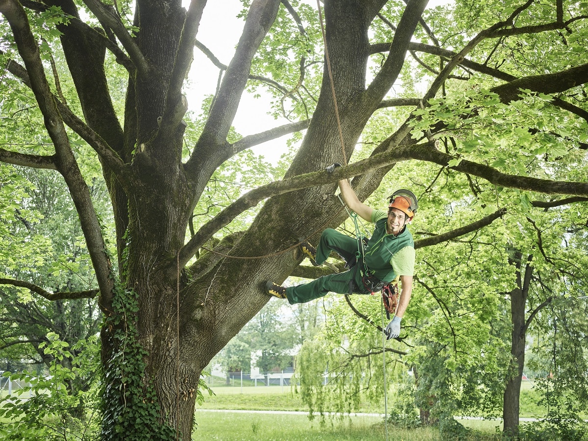élagage d'un arbre dans un jardin ensoleillé