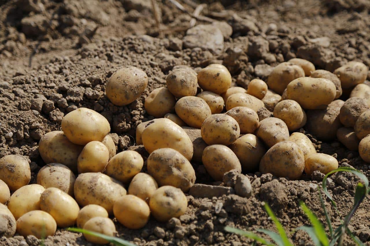 Culture de patates douces dans un potager ensoleillé