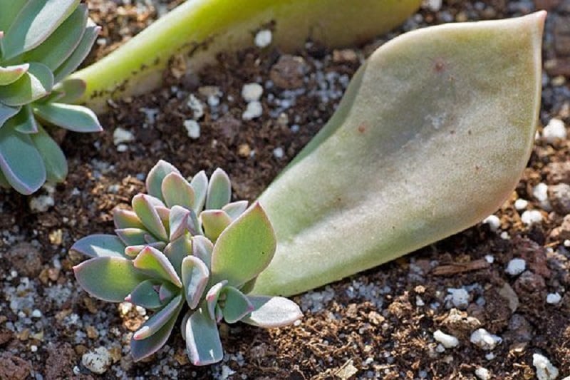 Bouture de plante grasse comment faire pour la réussir