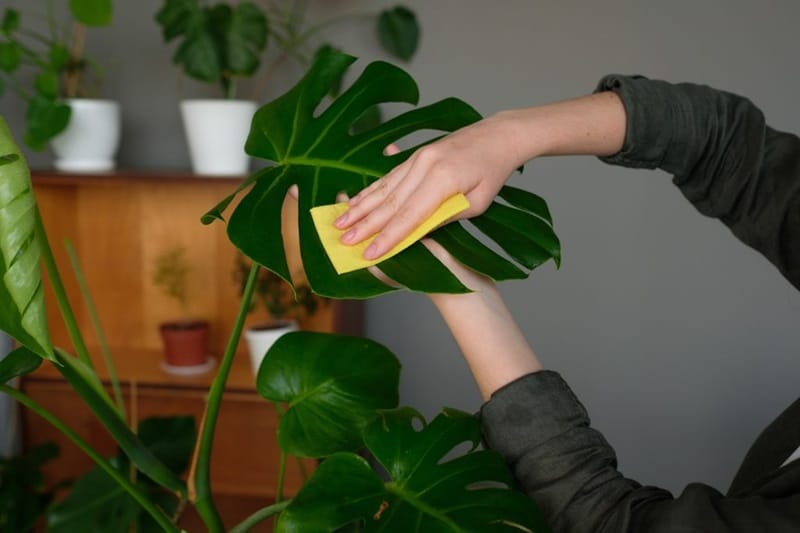 Découvrons ensemble l'art de la bouture d'un Monstera astuces et techniques secrètes