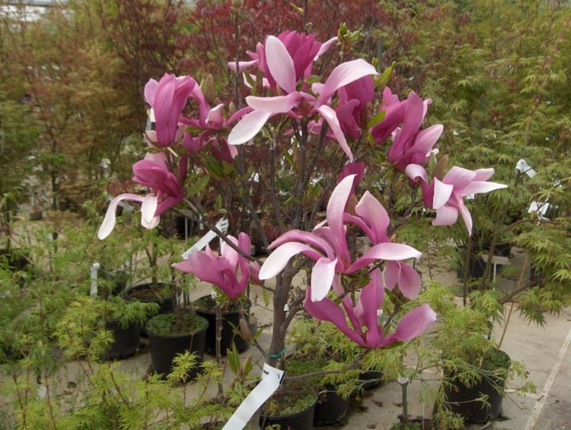 Guide de culture du magnolia liliflora nigra