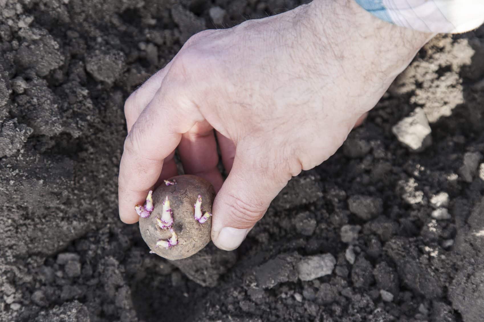 Espacement idéal pour planter des pommes de terre dans le potager