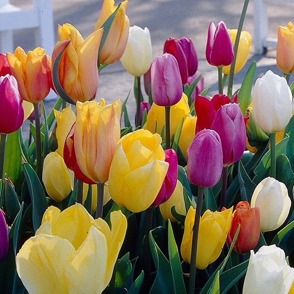 Bulbes de tulipes en pleine croissance dans un jardin coloré
