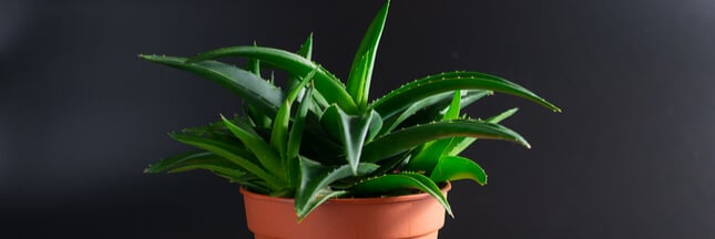 Feuillage d'aloe vera sur fond naturel, symbolisant la résilience et la beauté