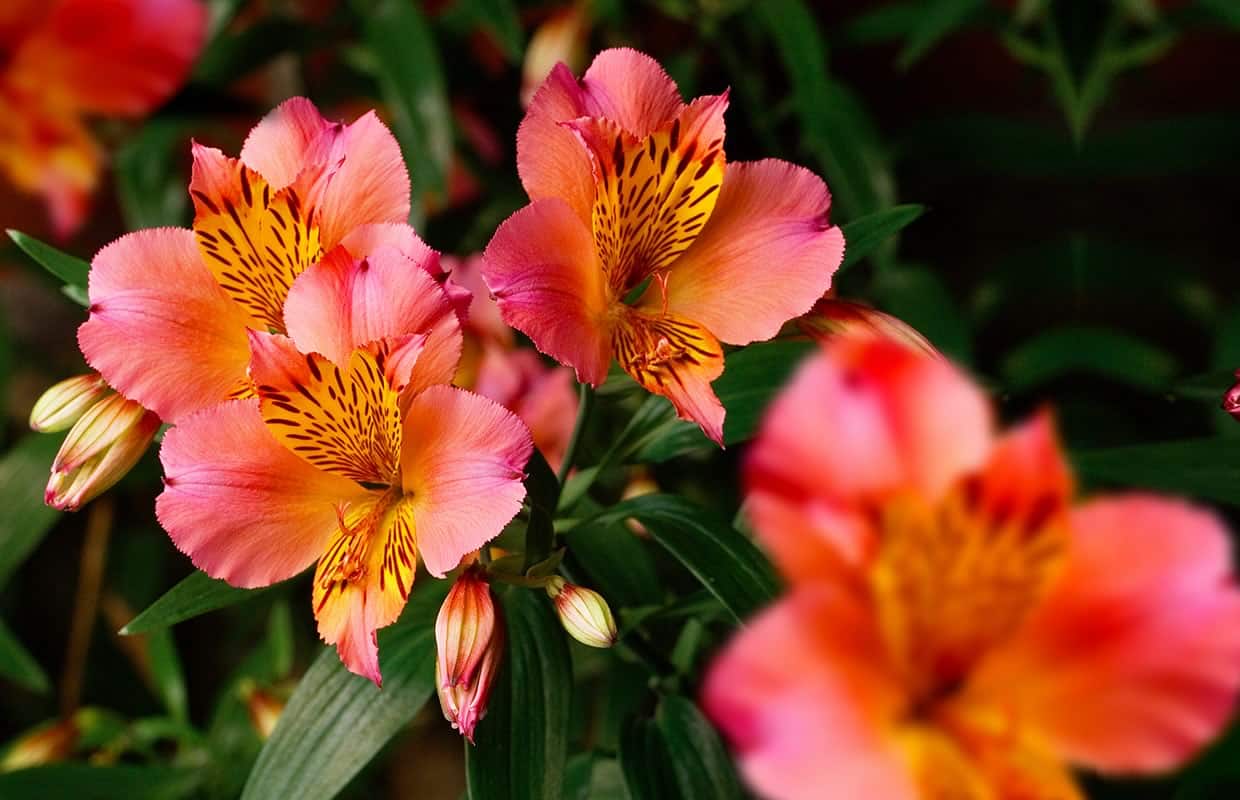 Fleurs orange vif du lys des Incas avec pétales striés de brun