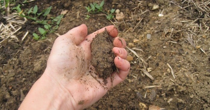 Tests simples pour évaluer la qualité d'un sol calcaire