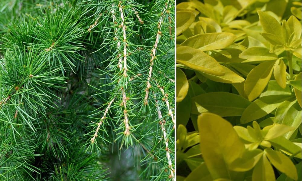 Arbres conservant leurs feuilles en hiver dans un paysage végétal dénudé