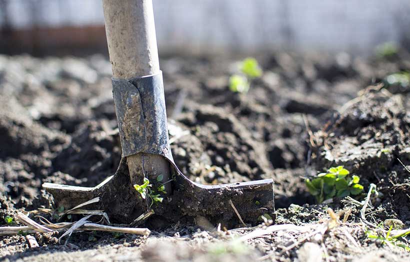 Bêche en action pour retourner la terre au jardin