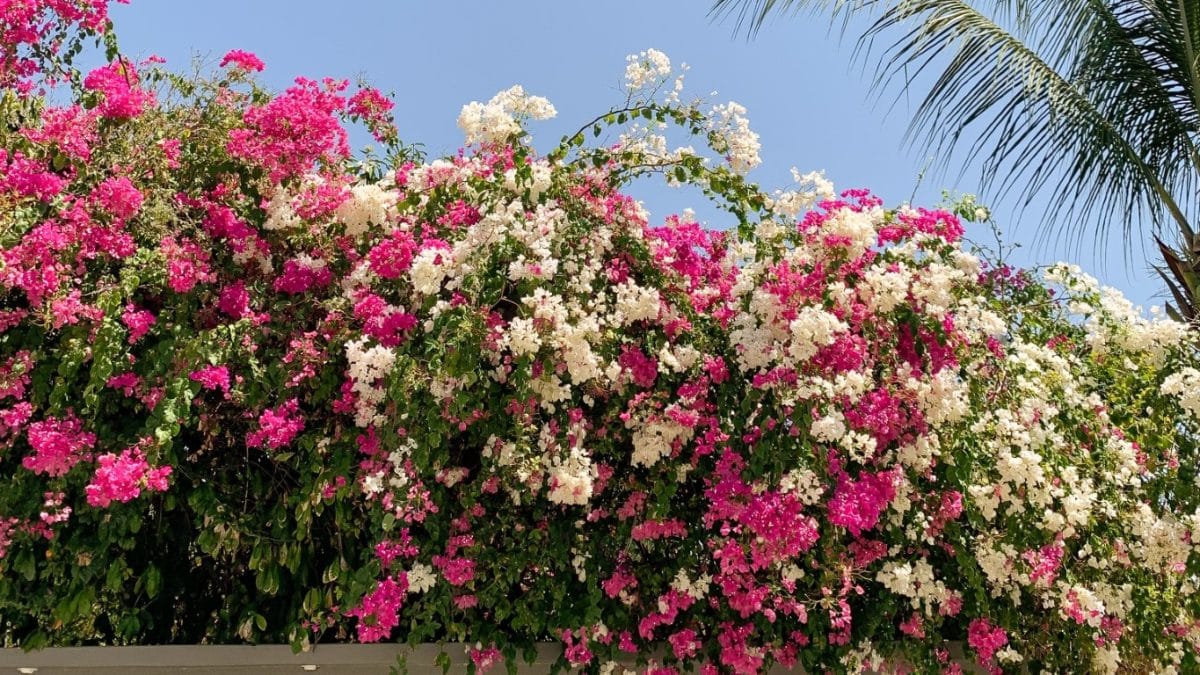 Bougainvillier en fleurs dans un jardin ensoleillé