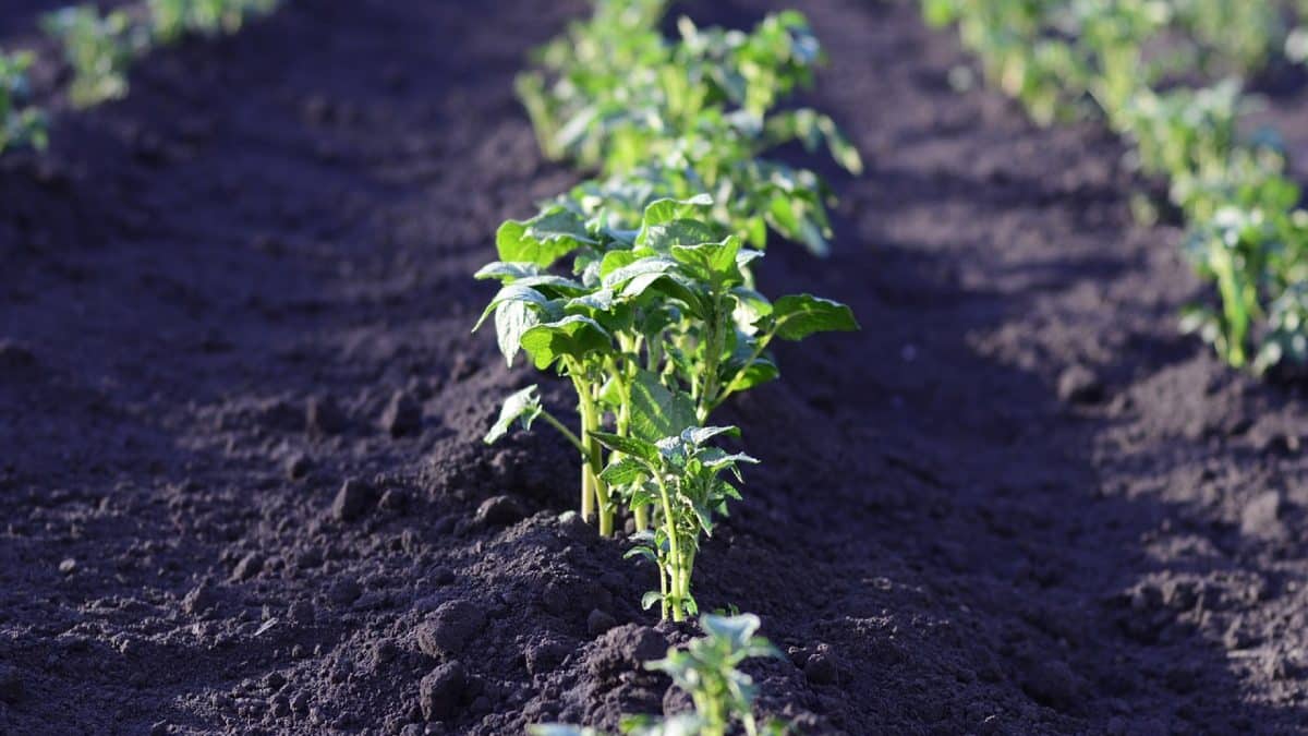 Cultivez des graines asiatiques pour une grande diversité de légumes originaux