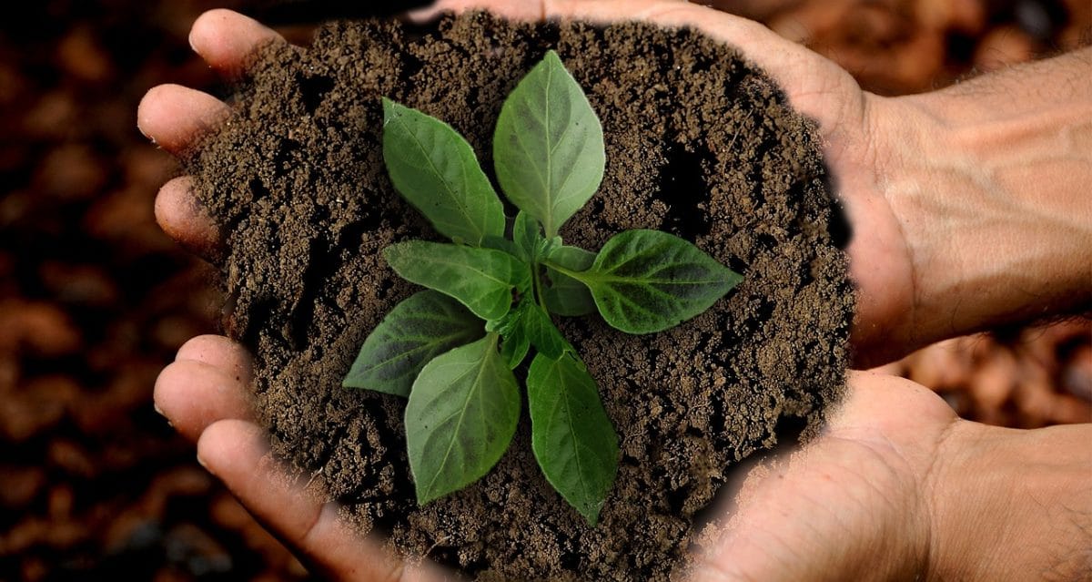 Indicateurs pour identifier un sol argileux dans le jardin
