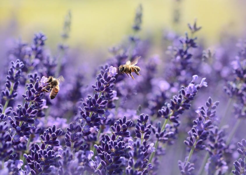 Plantes méditerranéennes en pot dans un jardin ensoleillé