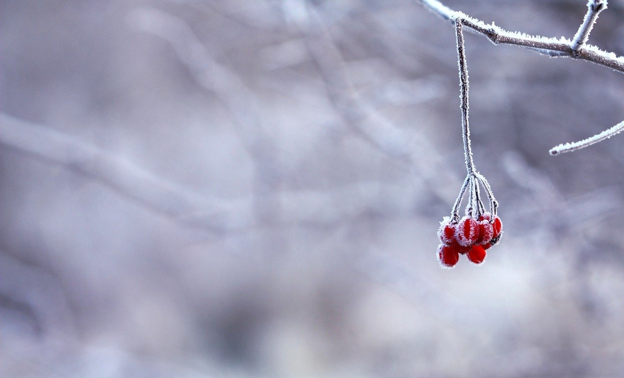 outils de jardin nettoyés et rangés pour l'hiver