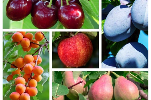 Arbres fruitiers d'hiver prêts à être plantés dans le potager