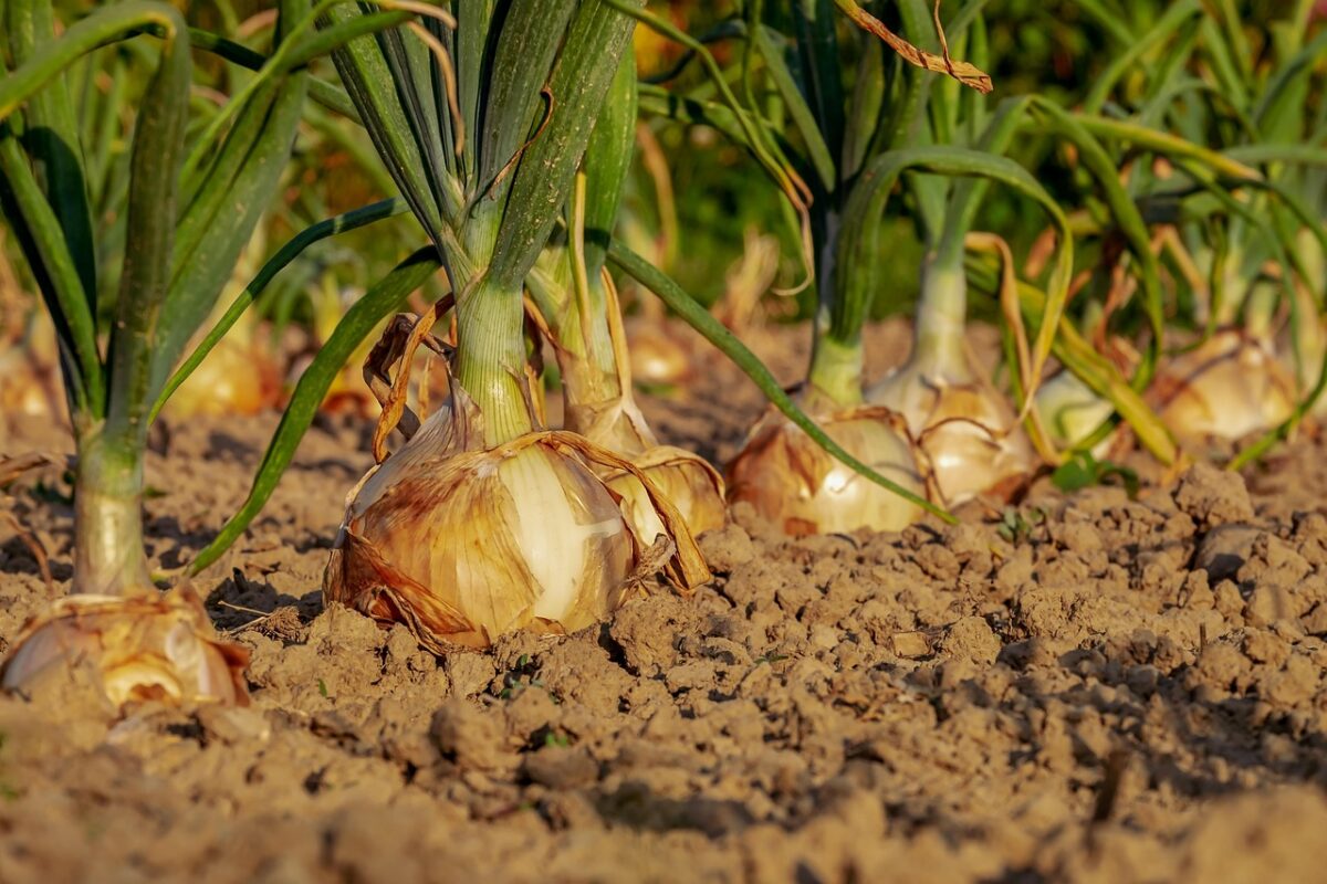 Poireaux cultivés avec soin dans un potager bien entretenu