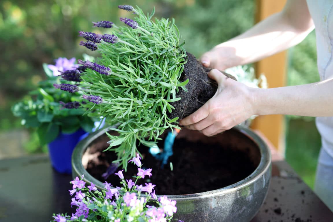 Lavande en pleine floraison avec des feuilles verdoyantes et saines