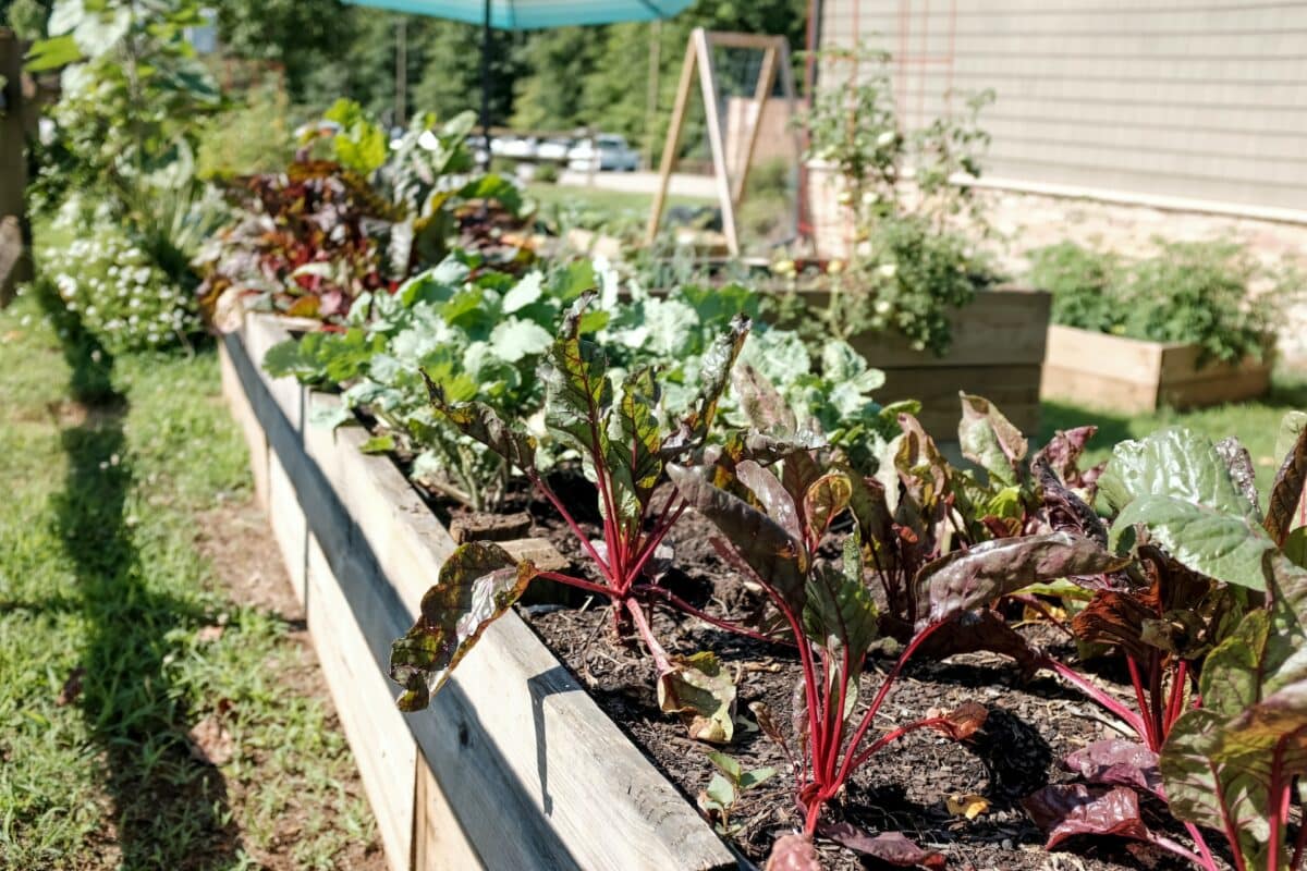 Jardinières surélevées avec légumes et fleurs variés en milieu urbain