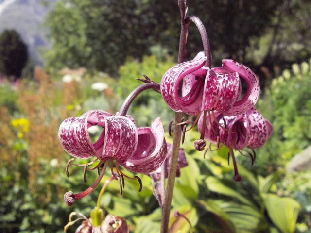 Fleurs de Lys Martagon en pleine floraison dans un jardin