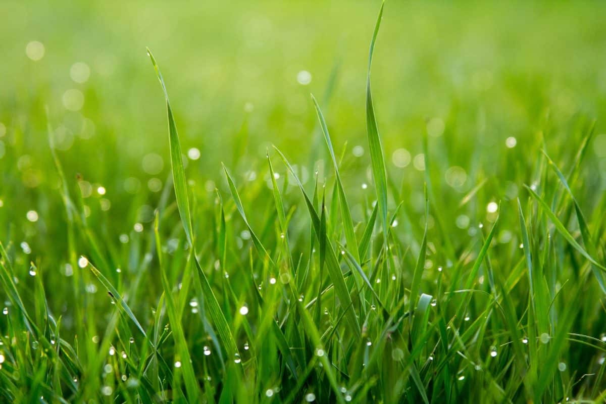Gazon endommagé avec zones décolorées dans un jardin