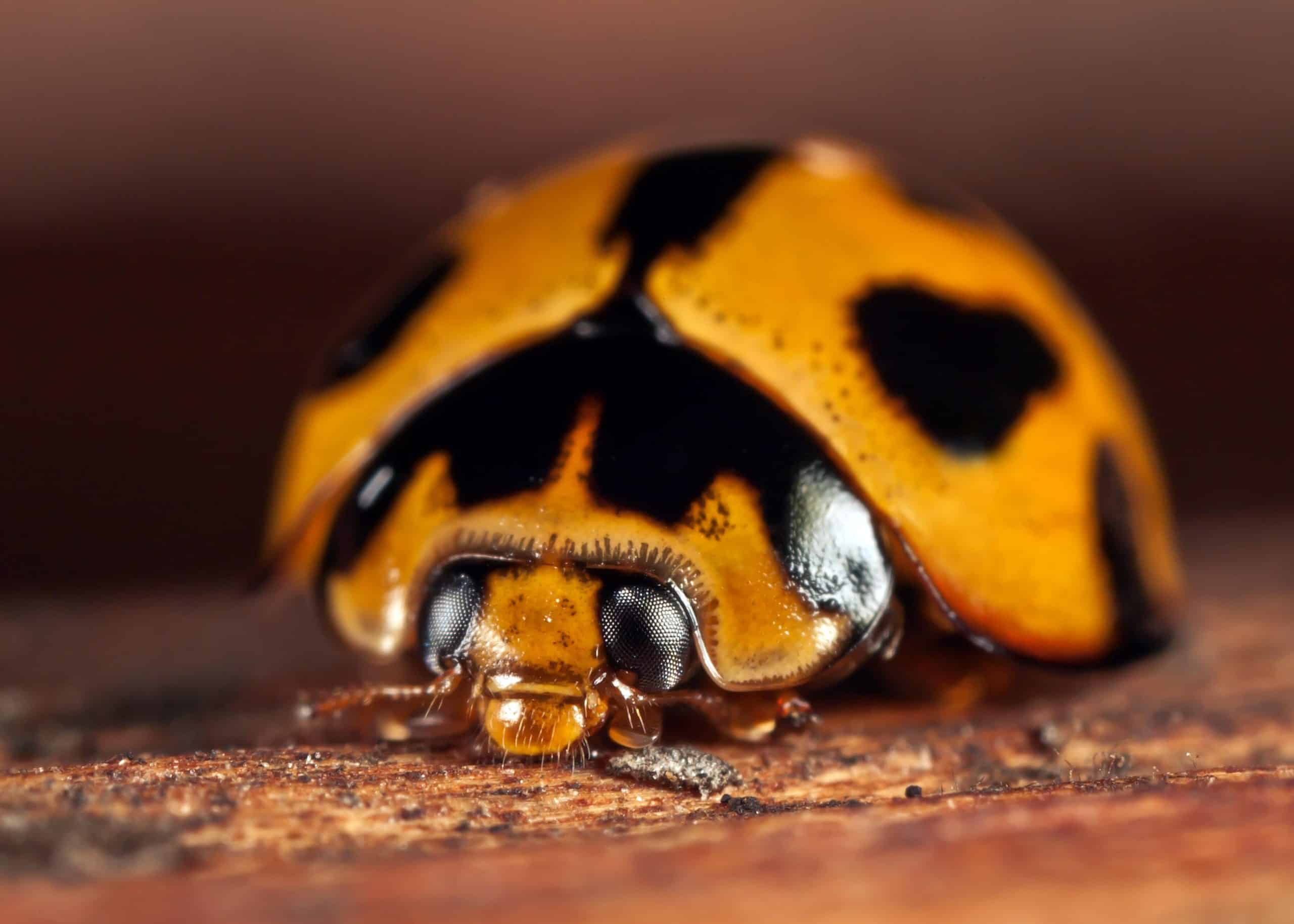 Larves de coccinelles sur une feuille de jardin verdoyant