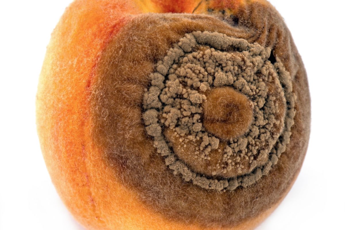 Prunier touché par la moniliose avec fruits affectés