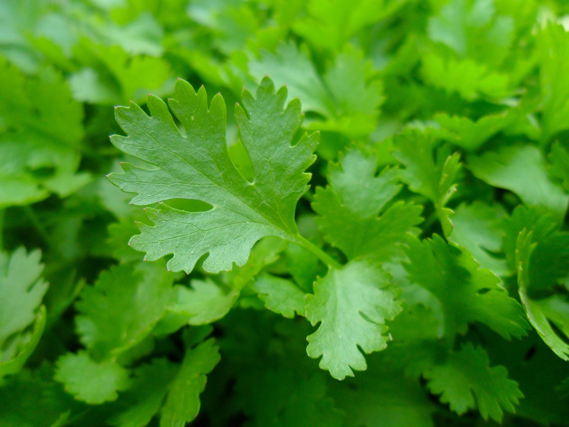 Persil frais cultivé dans un potager avec astuces de jardinage