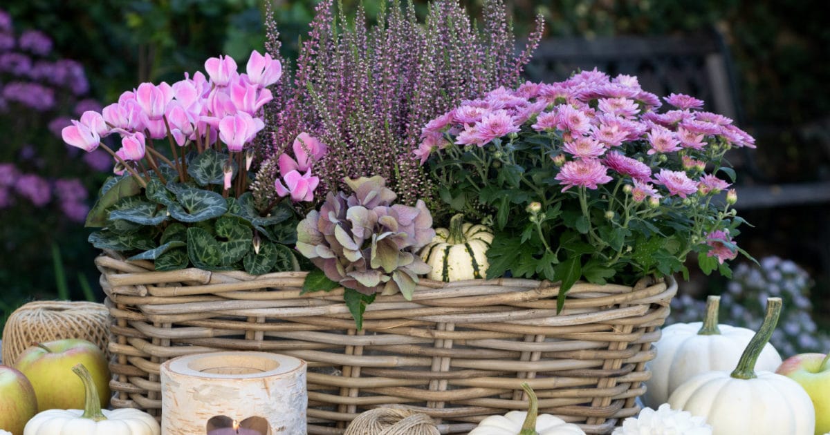 Fleurs colorées d'automne dans un jardin en pleine floraison