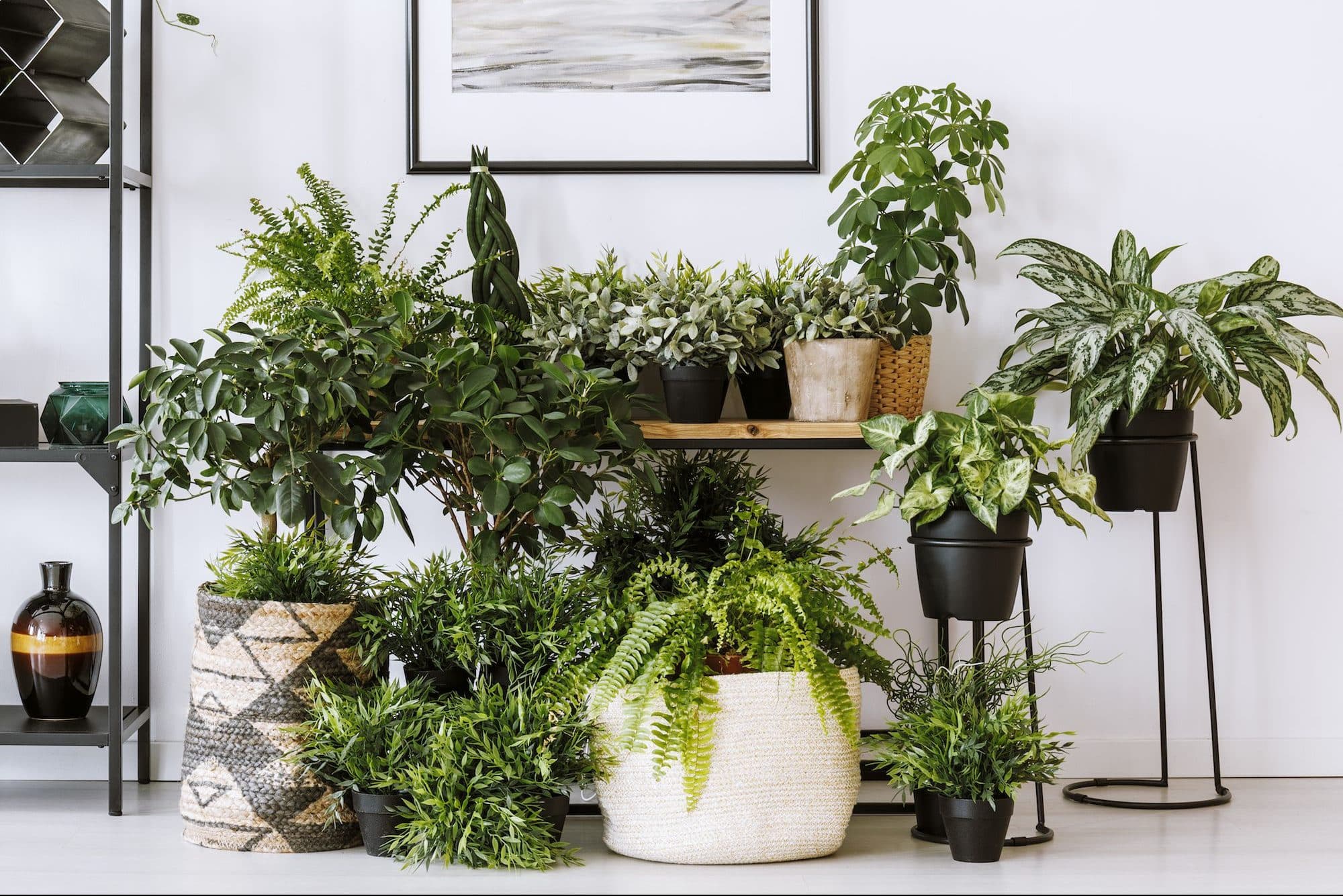 Conseils pour protéger les plantes d'intérieur au printemps