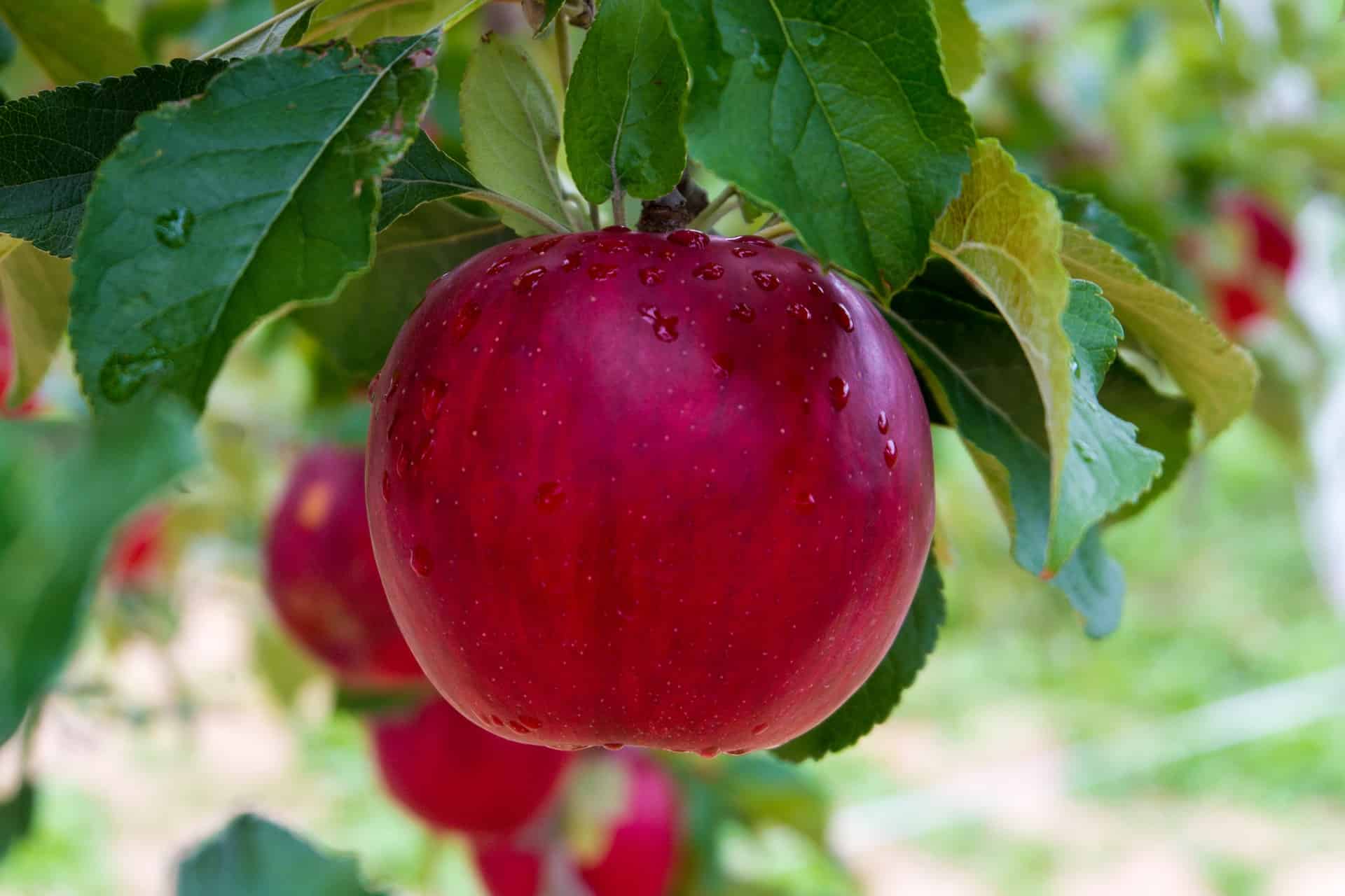 Pommier en hiver avec branches taillées pour favoriser la croissance