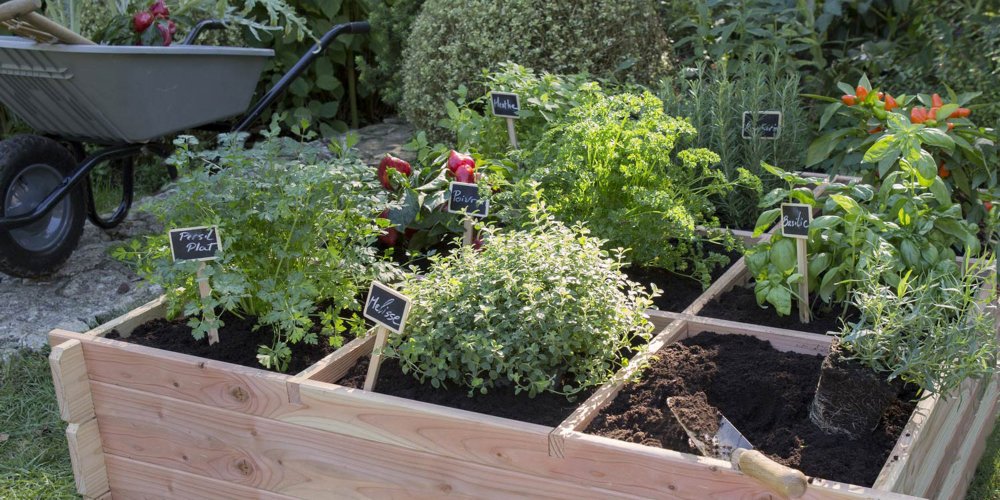 carré potager en bois avec légumes variés en pleine croissance