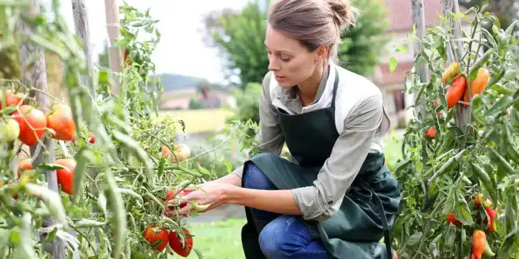 Tomates cultivées en pots sur un balcon ensoleillé