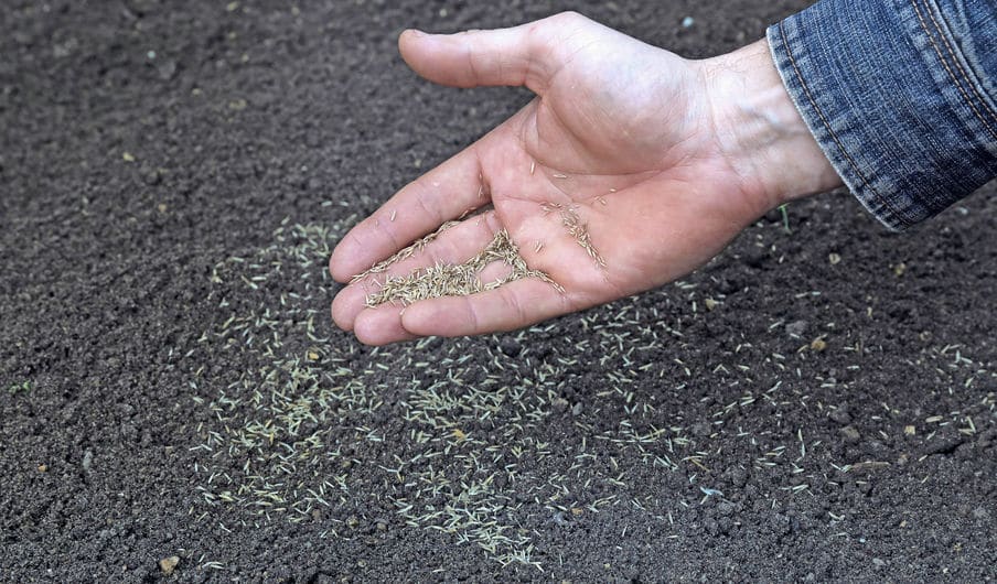 Gazon fraîchement semé dans un jardin verdoyant