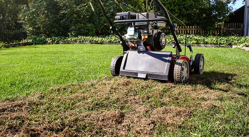 Gazon bien entretenu après scarification et aération