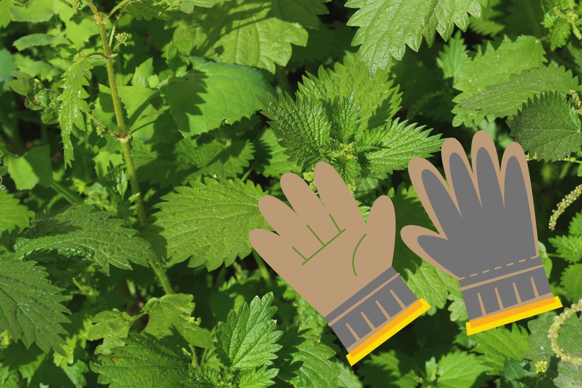 Produits efficaces pour éliminer les orties dans le jardin