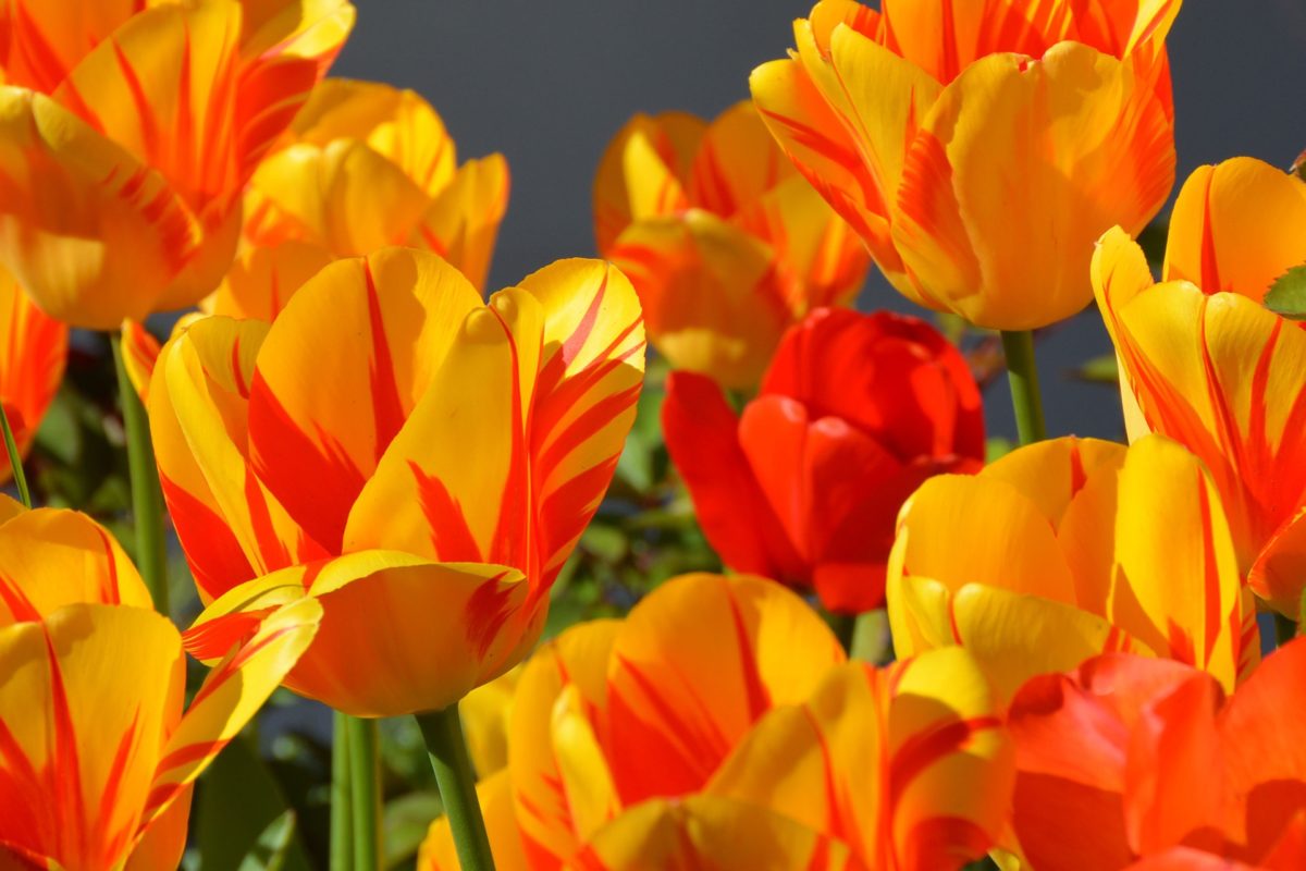 Tulipes colorées en fleurs au printemps dans un jardin ensoleillé