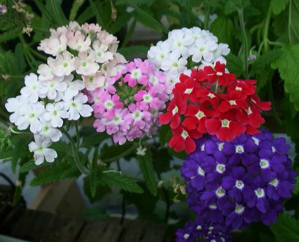 Verveine colorée en pot avec des feuilles dentées et des fleurs parfumées